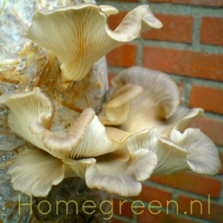 Summer Oyster Mushroom 100 Dowels